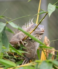 105-iguanas.jpg