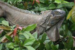 117-iguanas.jpg