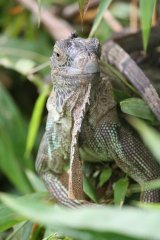 123-iguanas.jpg