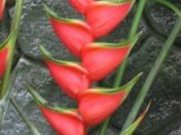 Flores de Costa Rica