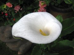 Flores de Costa Rica