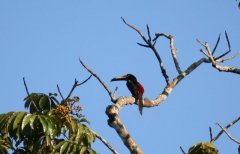 Reserva ecológica de Veragua - Fauna diversa