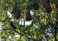 Reserva ecológica de Veragua - Fauna diversa