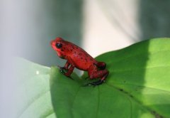 Reserva ecológica de Veragua - Fauna diversa