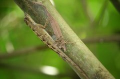 Reserva ecológica de Veragua - Fauna diversa